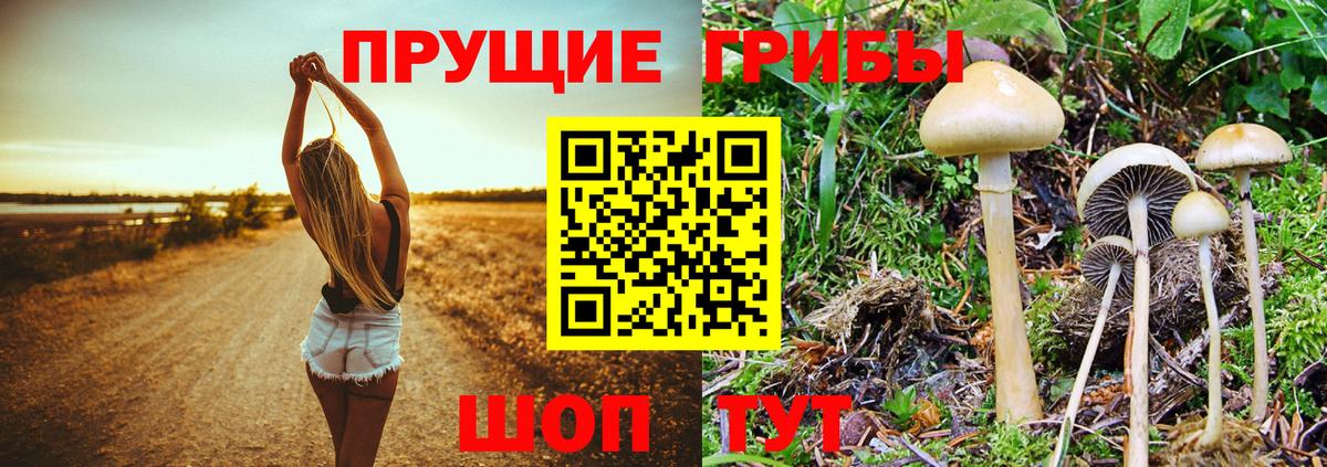 Псилоцибиновые грибы ЛСД Сегежа